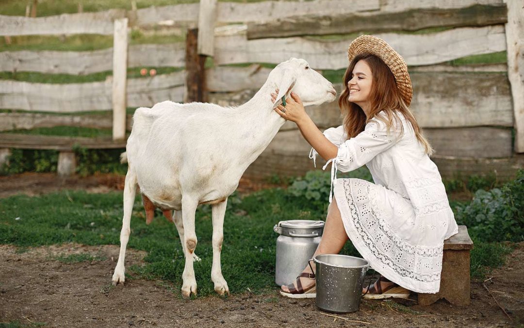 Le lait de vache ou de brebis, comment faire le choix ?